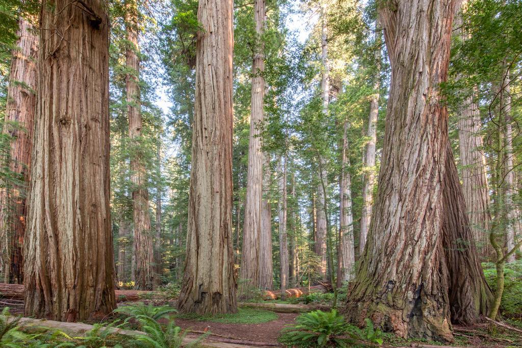 Redwood Inn Кресент-Сіті Екстер'єр фото